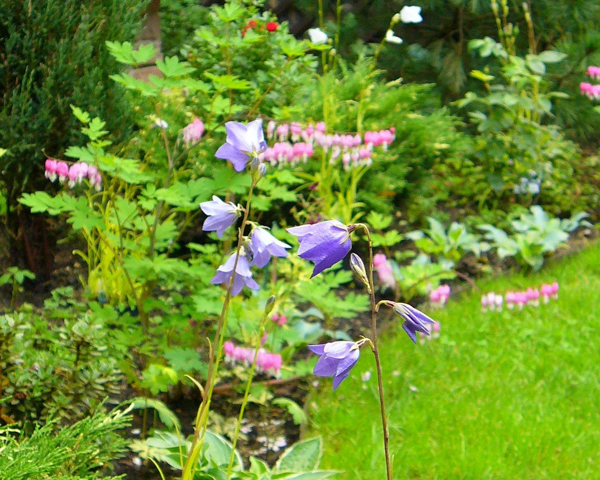 Проект Жуковка